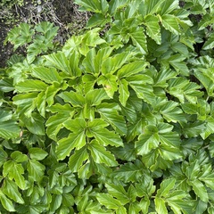 Angelica japonica