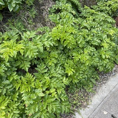 Angelica japonica