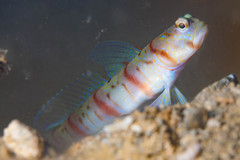 Amblyeleotris stenotaeniata