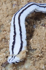 Baseodiscus quinquelineatus