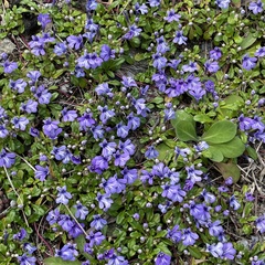 Ajuga pygmaea