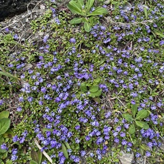 Ajuga pygmaea