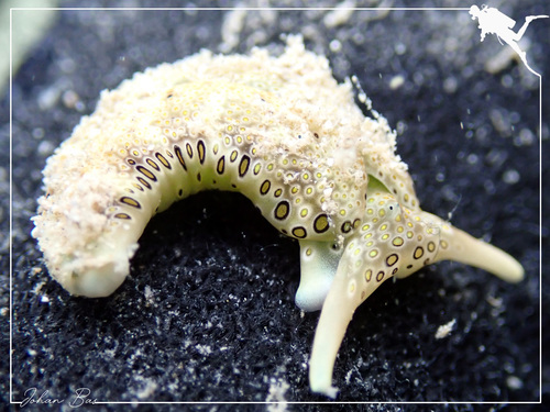 Ringed Sap-sucking Slug