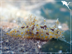 Plocamopherus ceylonicus