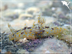 Plocamopherus ceylonicus