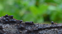 Rosellinia corticium