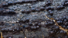 Rosellinia corticium