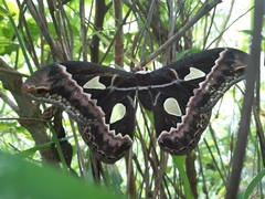 Rothschildia maurus
