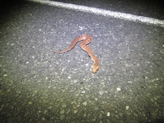 Acanthophis antarcticus