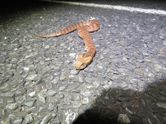 Acanthophis antarcticus