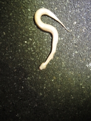 Acanthophis antarcticus