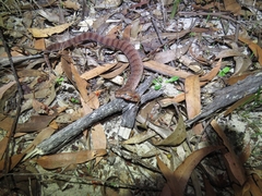 Acanthophis antarcticus