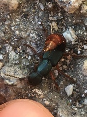 Dinothenarus saphyrinus