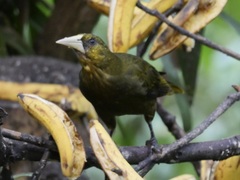 Psarocolius atrovirens