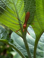 Ricolla quadrispinosa