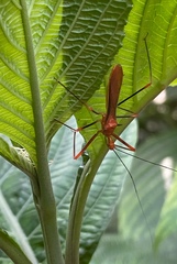Ricolla quadrispinosa