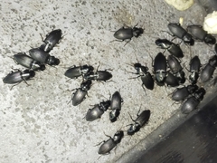 Gnathaphanus philippensis