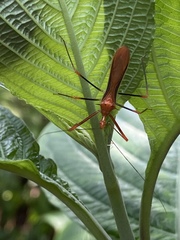 Ricolla quadrispinosa