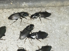 Gnathaphanus philippensis