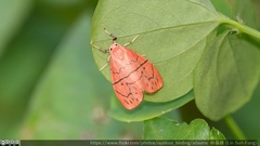 Asuridia rubripennis