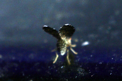 Trypetisoma sticticum