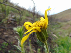 Adenothamnus validus