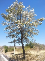 Cordia morelosana
