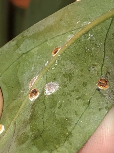 Pyriform Scale photo 2