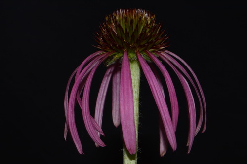 Image of Echinacea simulata by (c) Brian Finzel, some rights reserved (CC BY-SA)