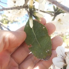 Cordia morelosana