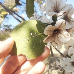Cordia morelosana