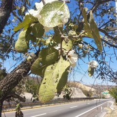 Cordia morelosana