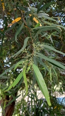 Nectandra angustifolia
