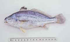 Johnius borneensis