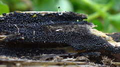 Rosellinia subiculata