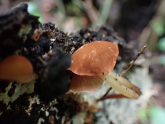 Marasmius berteroi