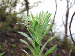 Adenothamnus validus