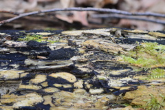 Rosellinia subiculata