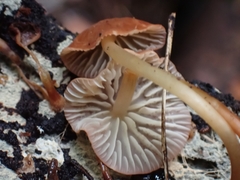 Marasmius berteroi