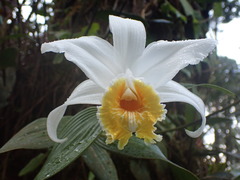 Sobralia chrysostoma