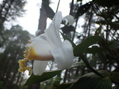 Sobralia chrysostoma