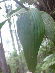 Sobralia chrysostoma