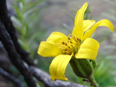 Adenothamnus validus