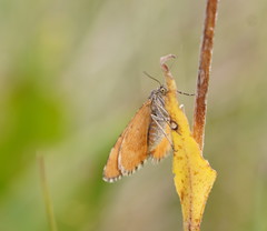 Chrysolarentia cataphaea