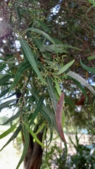 Nectandra angustifolia