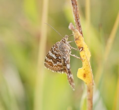 Chrysolarentia cataphaea