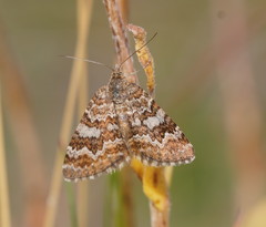 Chrysolarentia cataphaea