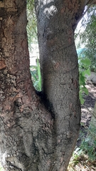 Nectandra angustifolia