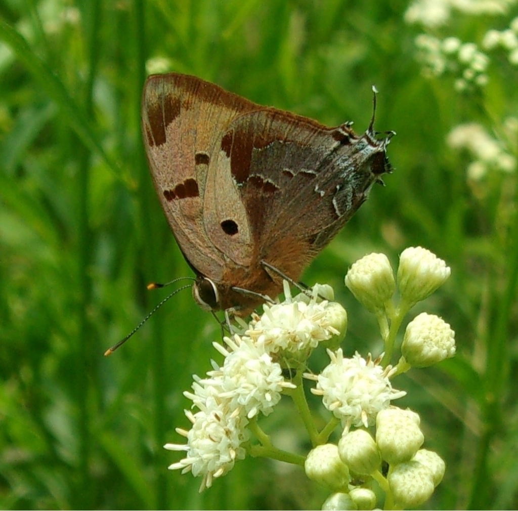 Atlides rustan