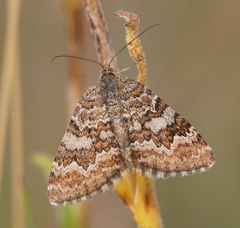 Chrysolarentia cataphaea